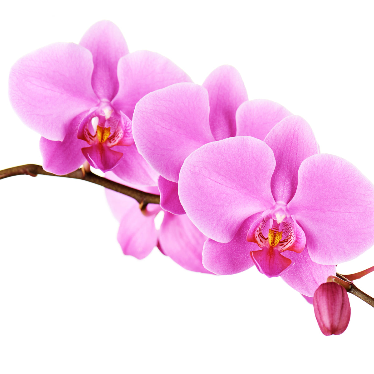 Fuchsia & Purple Blossom