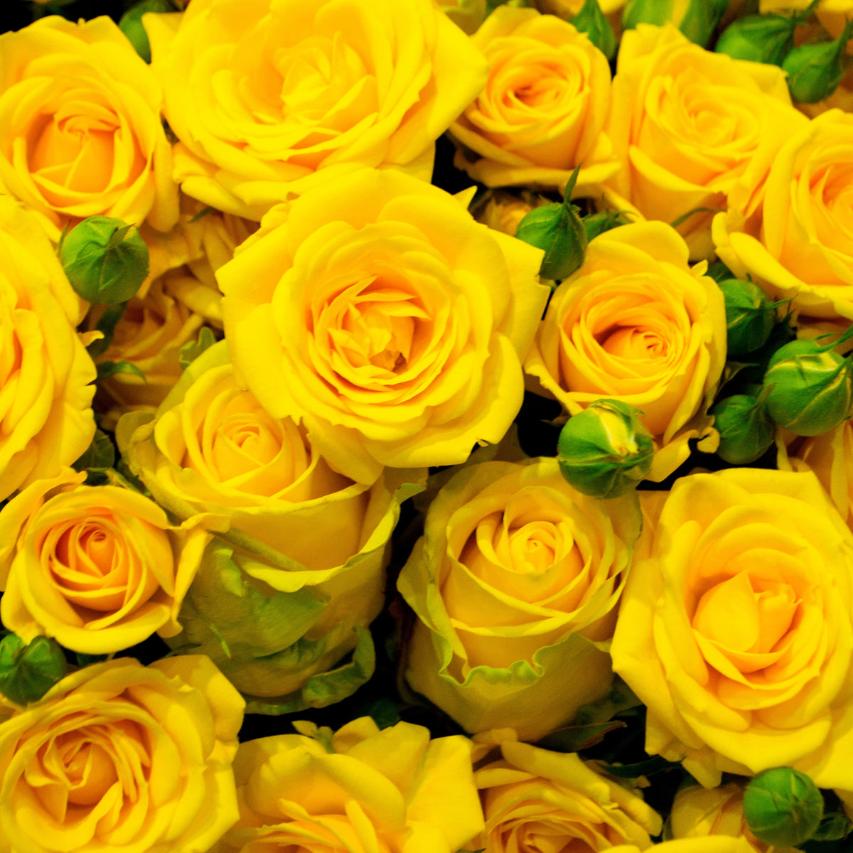 Yellow Roses with white Hydrangeas - Local Delivery Only