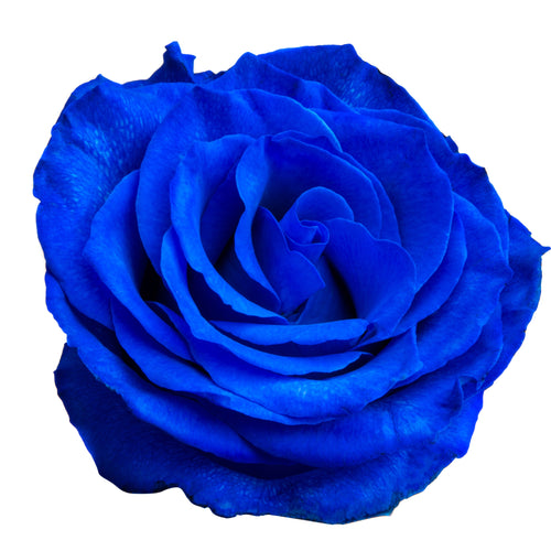 Blue Velvet