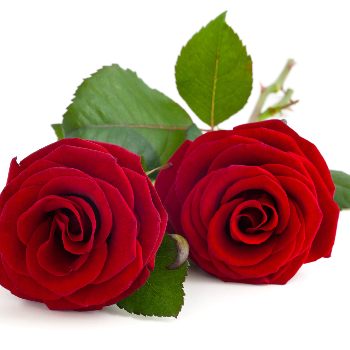 Red Roses with white Orchid