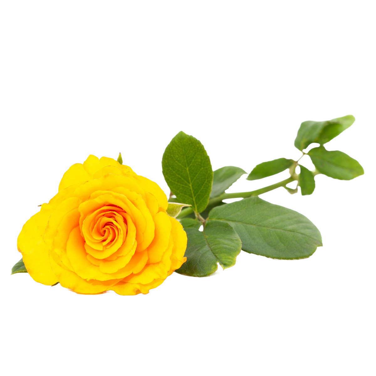 Yellow Roses with white Hydrangeas - Local Delivery Only